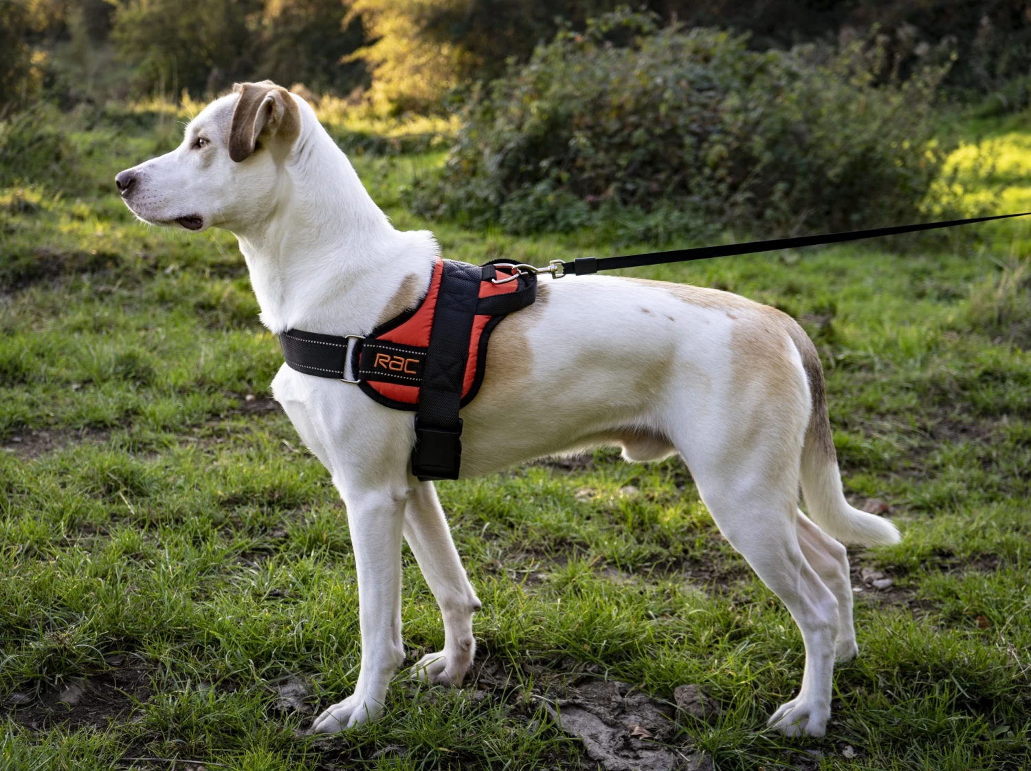 RAC RAC Large Advanced Walking Harness 5 RAC RAC Large Advanced Walking Harness - Image 3