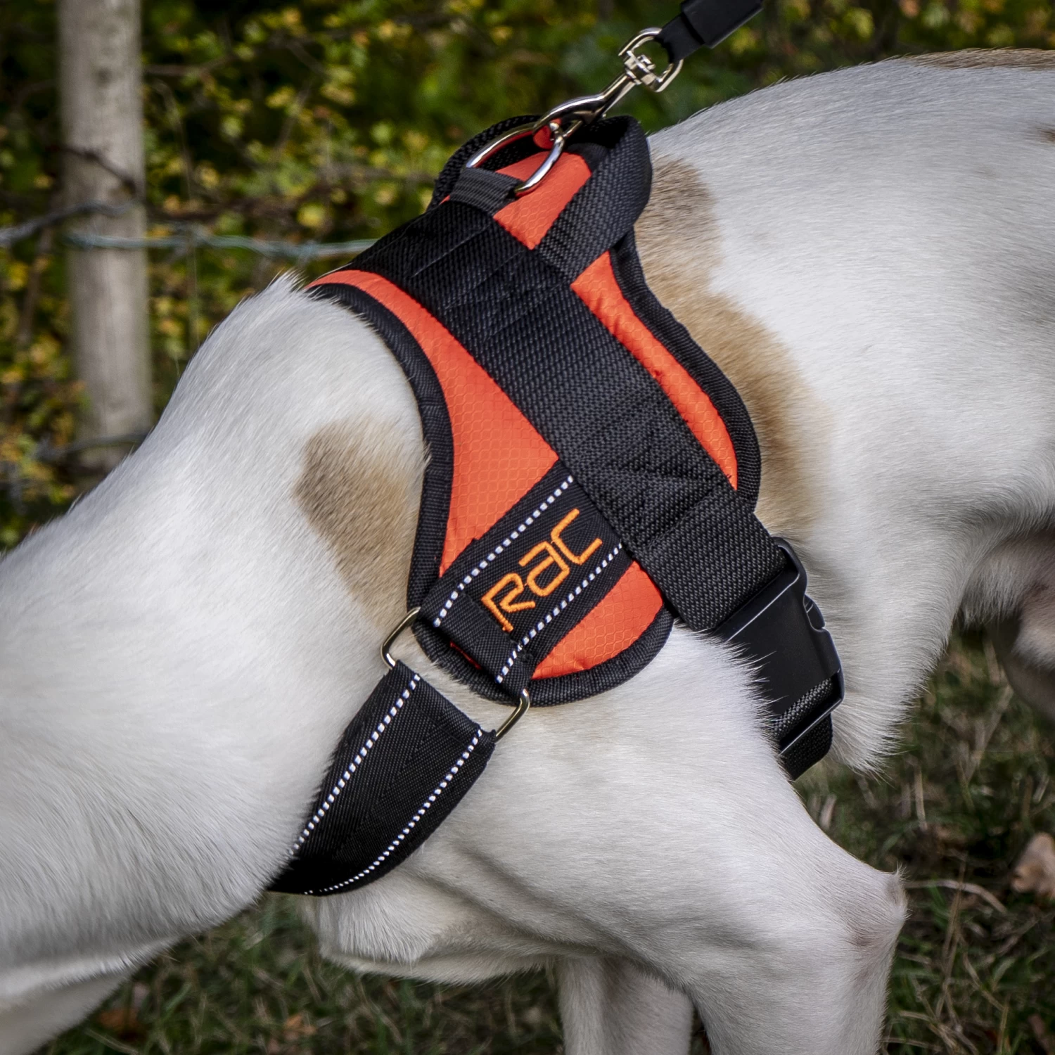 RAC RAC Large Advanced Walking Harness 6 RAC RAC Large Advanced Walking Harness - Image 4