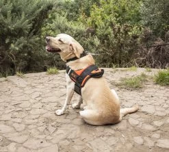 RAC RAC Extra Large Advanced Walking Harness 11 RAC RAC Extra Large Advanced Walking Harness -Car Supplies Store 16a87ac987d2ff1abab4d92e75598ffb1634290633