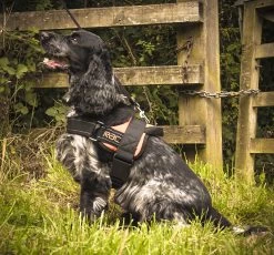 RAC RAC Medium Advanced Walking Harness 9 RAC RAC Medium Advanced Walking Harness -Car Supplies Store 2d399310eb5ebf353f9f92b75f4c8cbc1551434473