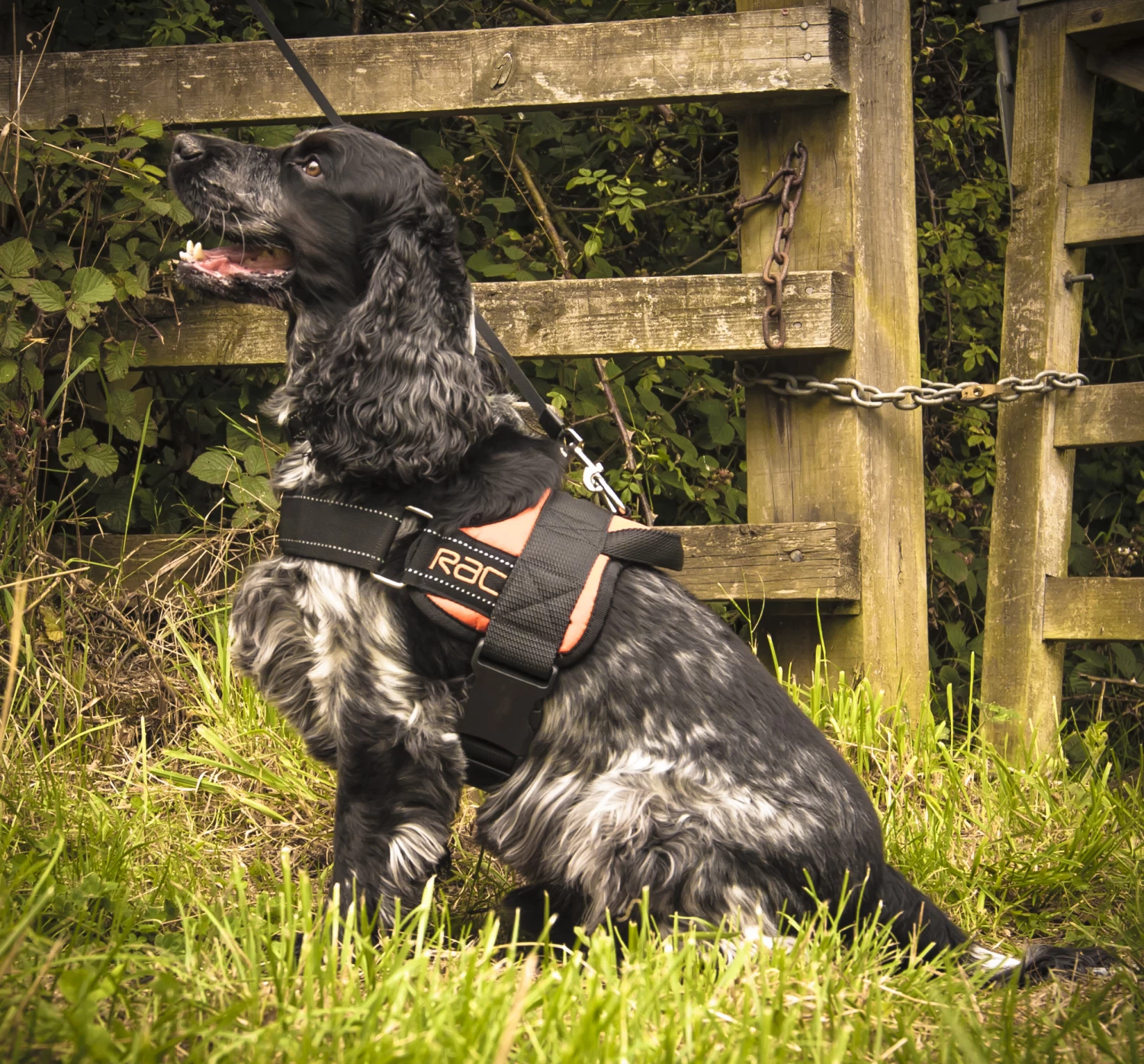 RAC RAC Medium Advanced Walking Harness 5 RAC RAC Medium Advanced Walking Harness - Image 3