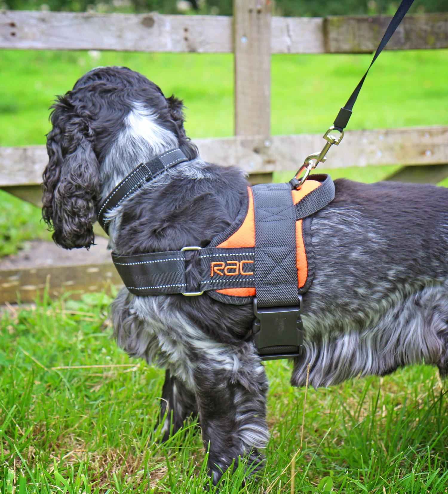 RAC RAC Medium Advanced Walking Harness 7 RAC RAC Medium Advanced Walking Harness - Image 5