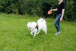 RAC RAC Extra Large Advanced Walking Harness 10 RAC RAC Extra Large Advanced Walking Harness -Car Supplies Store 47b68a9e28e3466bdbbaa2aa9fb4db791634288927