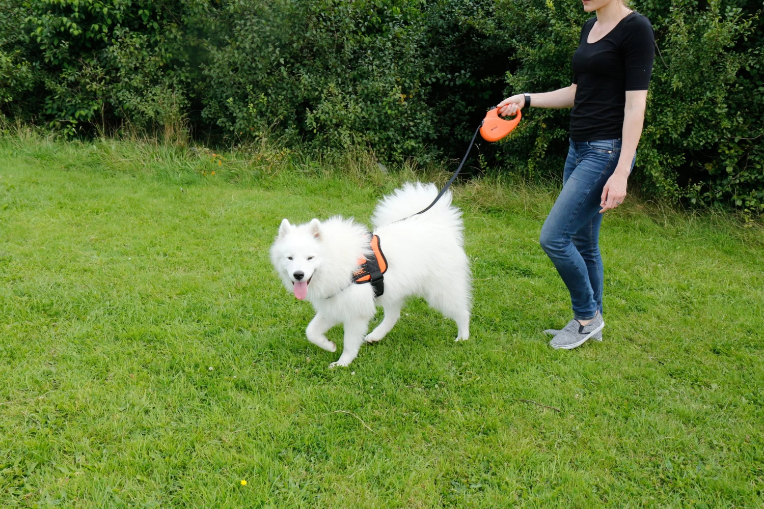 RAC RAC Extra Large Advanced Walking Harness 5 RAC RAC Extra Large Advanced Walking Harness - Image 3