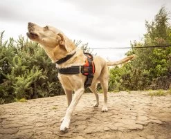 RAC RAC Extra Large Advanced Walking Harness 13 RAC RAC Extra Large Advanced Walking Harness -Car Supplies Store 627066f165bce92ca31eaaa16f289dc21634290718