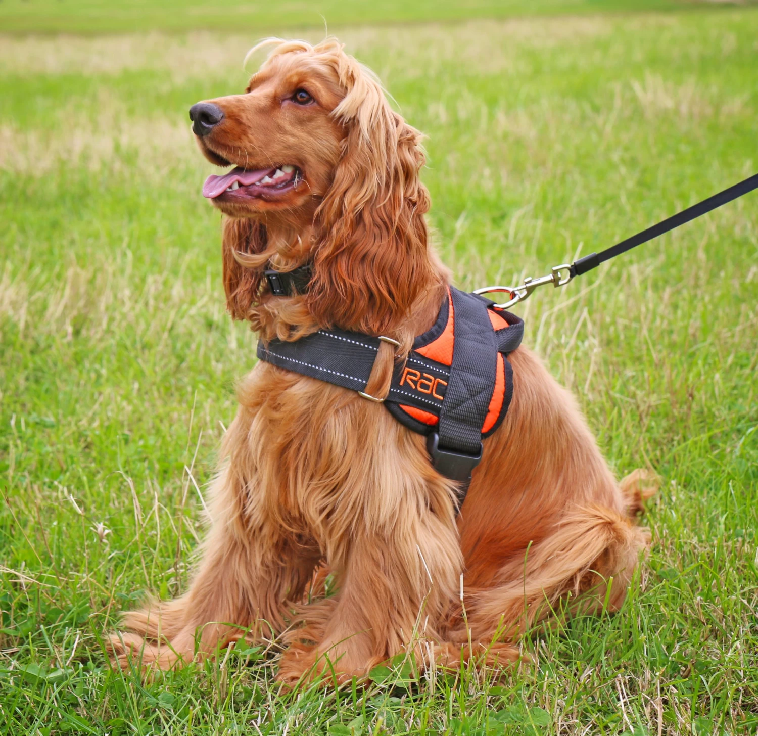 RAC RAC Medium Advanced Walking Harness 6 RAC RAC Medium Advanced Walking Harness - Image 4