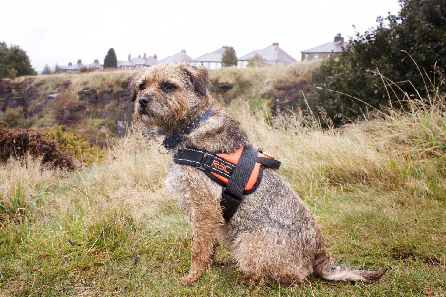 RAC RAC Small Advanced Walking Harness 5 RAC RAC Small Advanced Walking Harness - Image 3