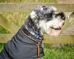 RAC RAC Small Advanced Waterproof Dog Coat 7 RAC RAC Small Advanced Waterproof Dog Coat -Car Supplies Store 86f5235c8398135dee609fe956bff9eb1634806812