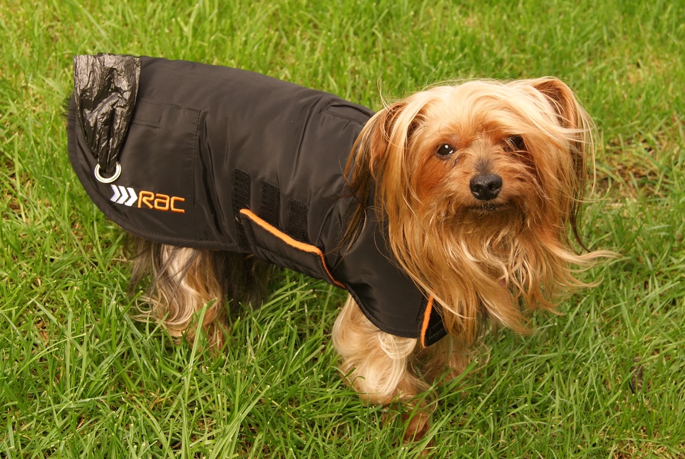 RAC RAC Small Advanced Waterproof Dog Coat 3 RAC RAC Small Advanced Waterproof Dog Coat